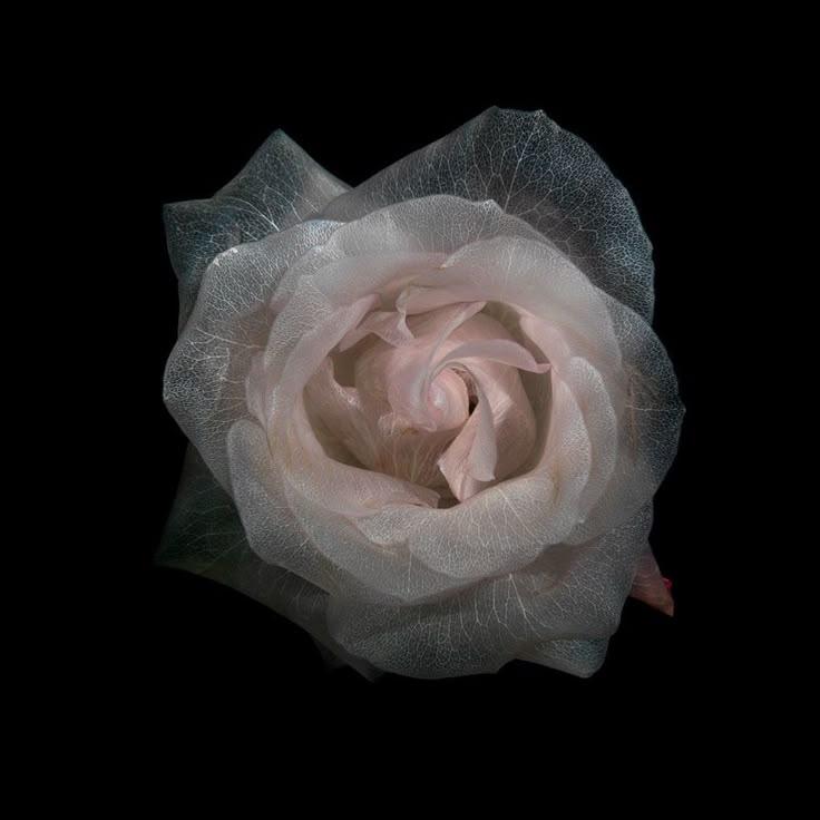 Secret Garden Waltz: Enchanted Floral Harmony